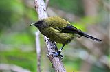 New Zealand Bellbirdborder=